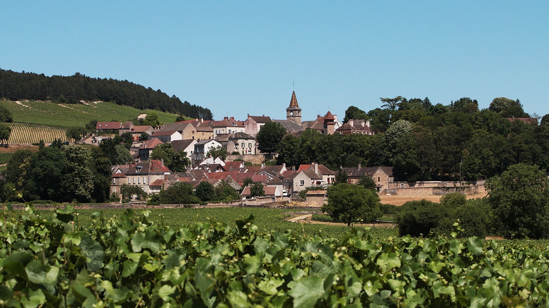 Pascal Lachaux Mazis-Chambertin Grand Cru | Vinify